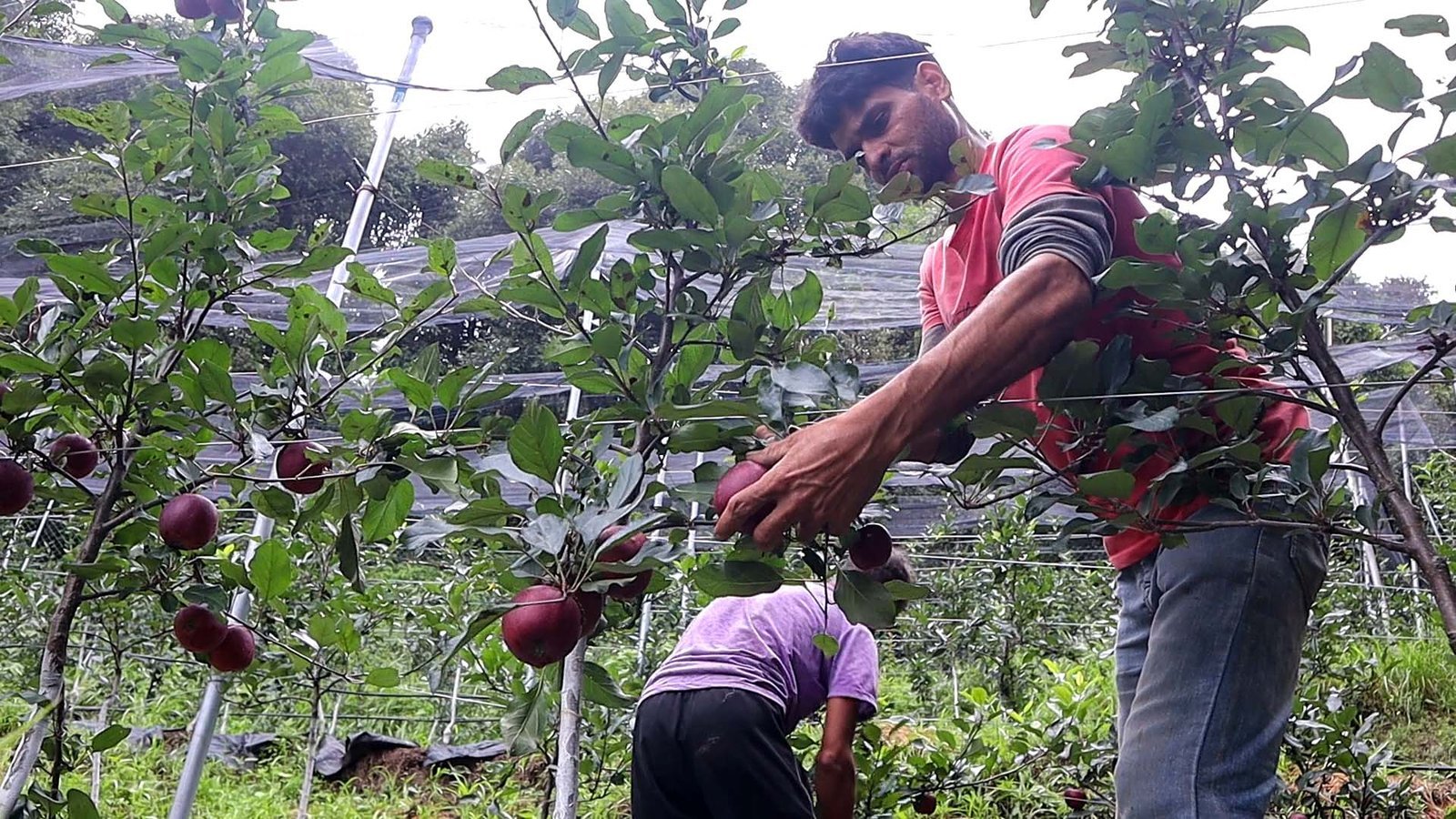 Understanding the Apple Value Chain: From Orchard to Market in Himachal, J&K & Uttarakhand