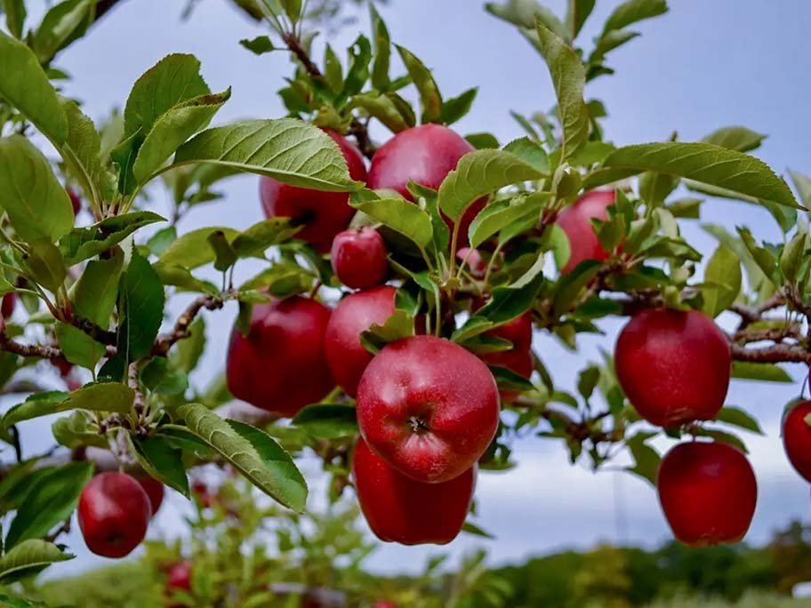 Horticulture Technical Consultancy