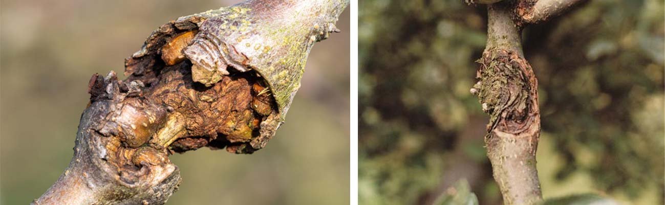 Canker Disease in Temperate Fruit Orchards: Causes, Symptoms & Integrated Management