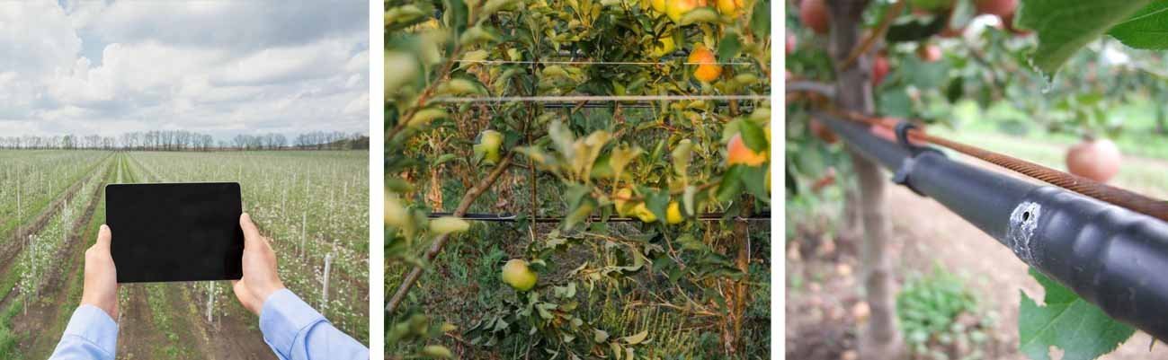 Fertigation in Apple Orchards: A Smart Approach to Modern Nutrient Management