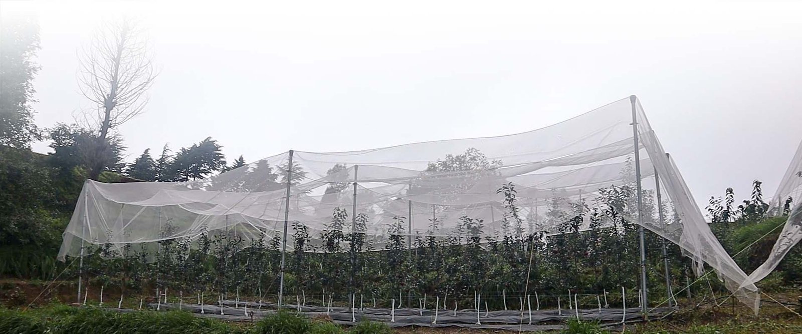 High Density Fruit Orchard Plantation in Himachal Pradesh and Uttarakhand — Orchard Solutions