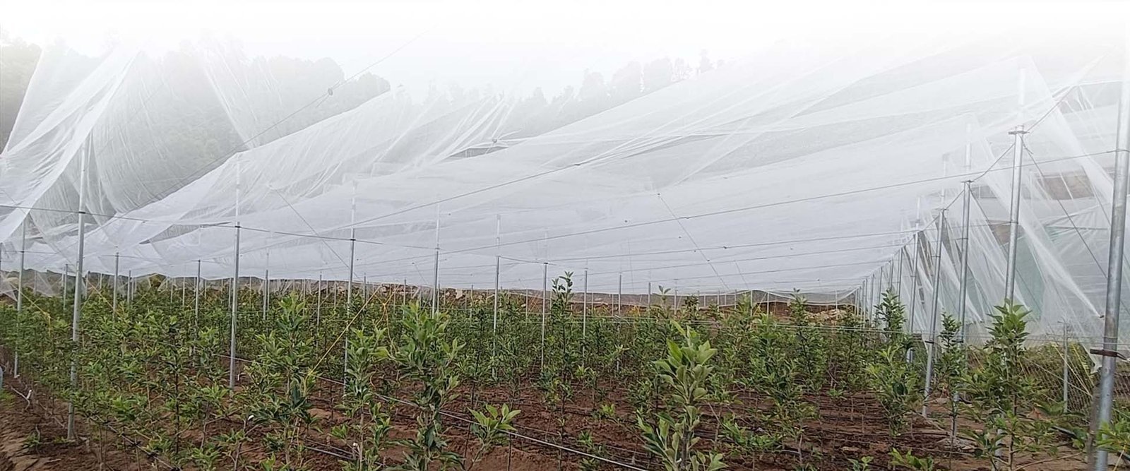 Canopy Management in Apple Orchards: The Key to Better Fruit Quality and Higher Productivity