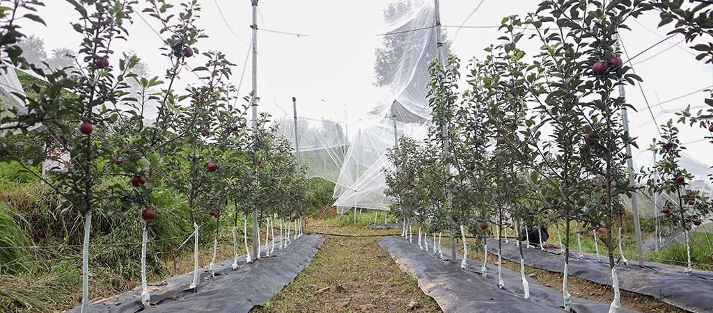 Weed Control in Apple, Kiwi & Cherry Orchards | Orchard Solutions India