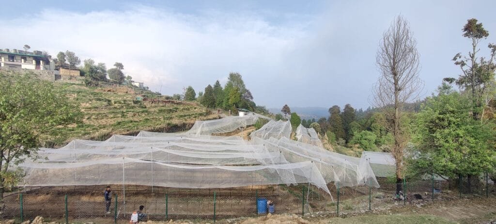 Orchard Installation & Development